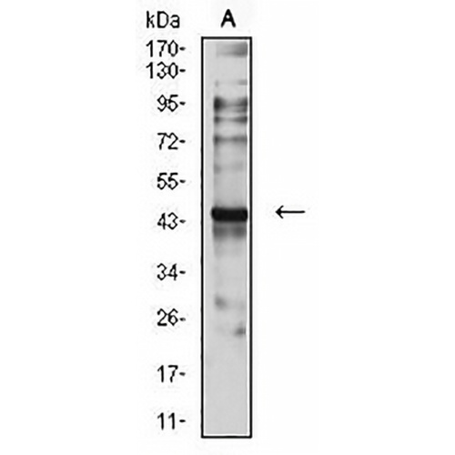 CCR7 Mouse Monoclonal Antibody(C2589)