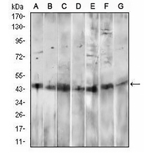 CD14 Mouse Monoclonal Antibody(C2590)