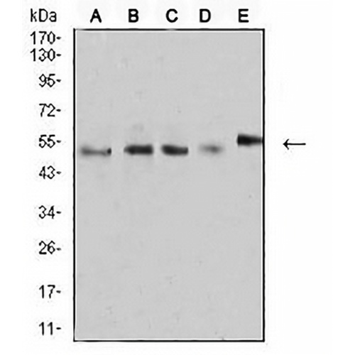 CD2 Mouse Monoclonal Antibody(C2594)