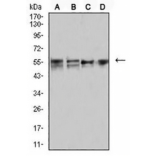 CD2 Mouse Monoclonal Antibody(C2595)