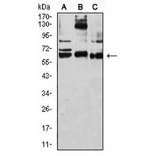 CD209 Mouse Monoclonal Antibody(C2596)