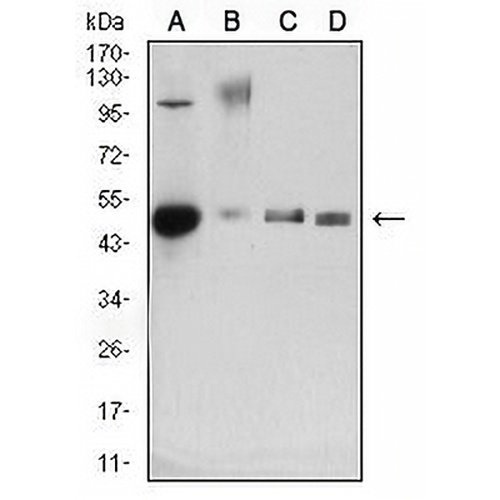 CD34 Mouse Monoclonal Antibody(C2599)
