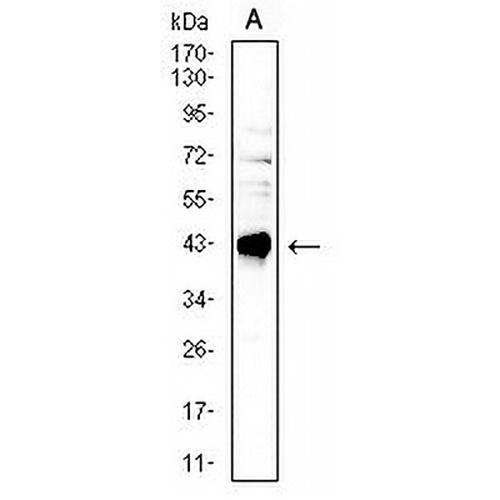 CD40 Mouse Monoclonal Antibody(C2603)