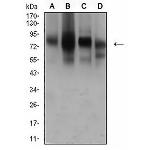 CD44 Mouse Monoclonal Antibody(C2604)