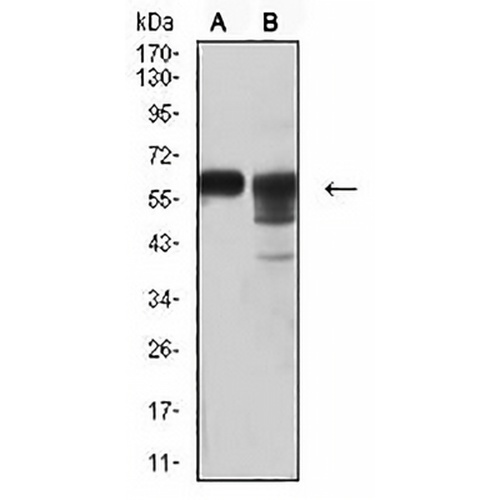CD46 Mouse Monoclonal Antibody(C2605)