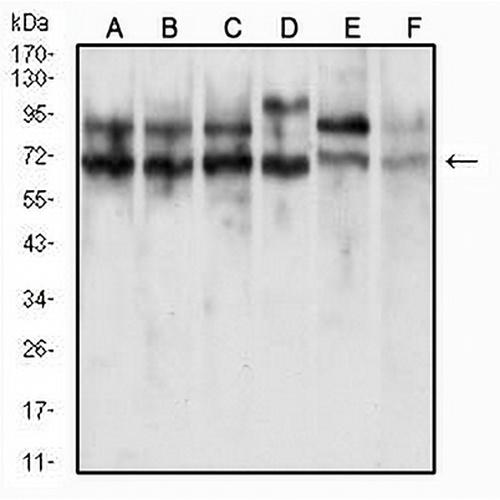 CD47 Mouse Monoclonal Antibody(C2606)