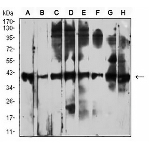CD53 Mouse Monoclonal Antibody(C2608)