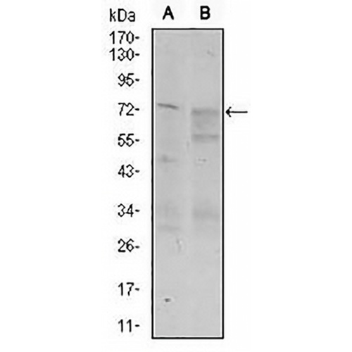 CD55 Mouse Monoclonal Antibody(C2609)