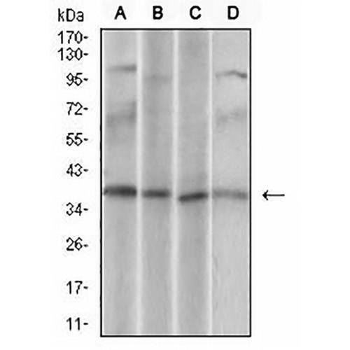 CD68 Mouse Monoclonal Antibody(C2610)