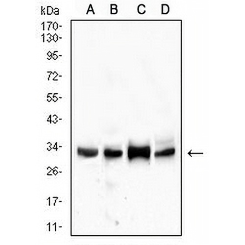 CD99 Mouse Monoclonal Antibody(C2615)