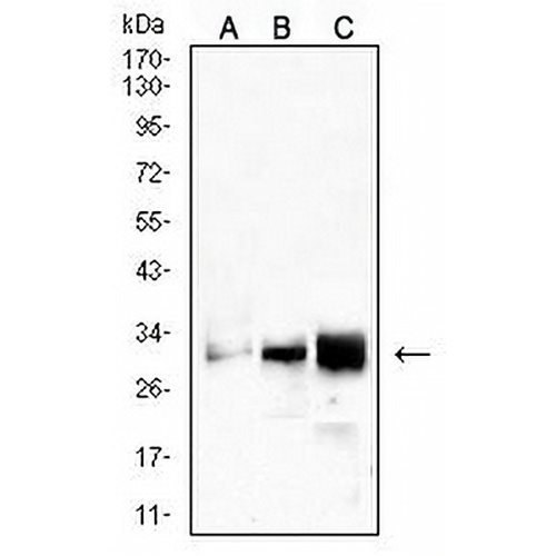CD99 Mouse Monoclonal Antibody(C2616)