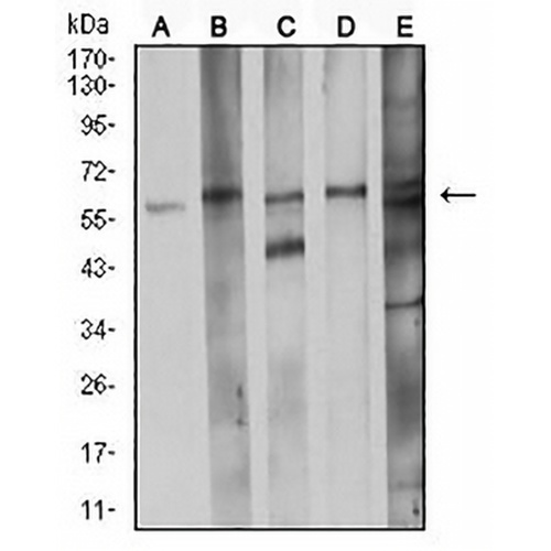 CDC37 Mouse Monoclonal Antibody(C2617)