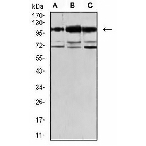 OB Cadherin Mouse Monoclonal Antibody(C2619)