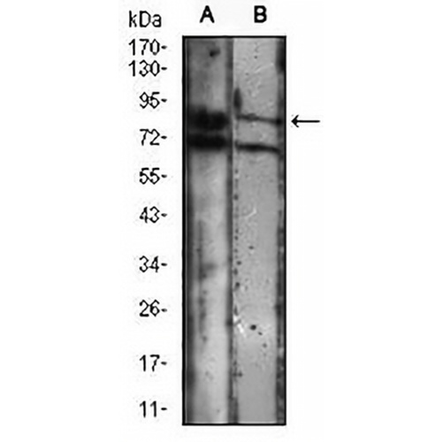KSP Cadherin Mouse Monoclonal Antibody(C2620)