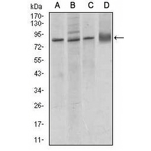 CD144 Mouse Monoclonal Antibody(C2621)