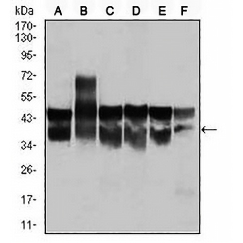 CDK2 Mouse Monoclonal Antibody(C2622)