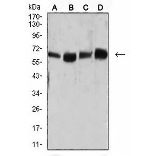 CD66a Mouse Monoclonal Antibody(C2626)