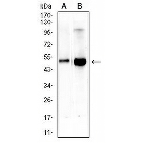 CD66d Mouse Monoclonal Antibody(C2627)