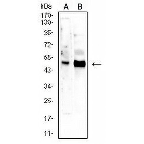 CD66d Mouse Monoclonal Antibody(C2628)