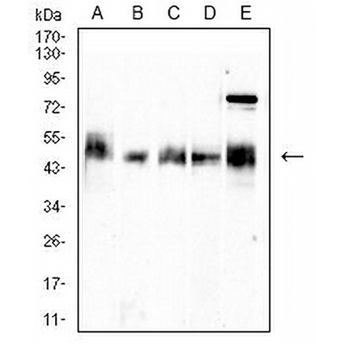 CD66c Mouse Monoclonal Antibody(C2629)