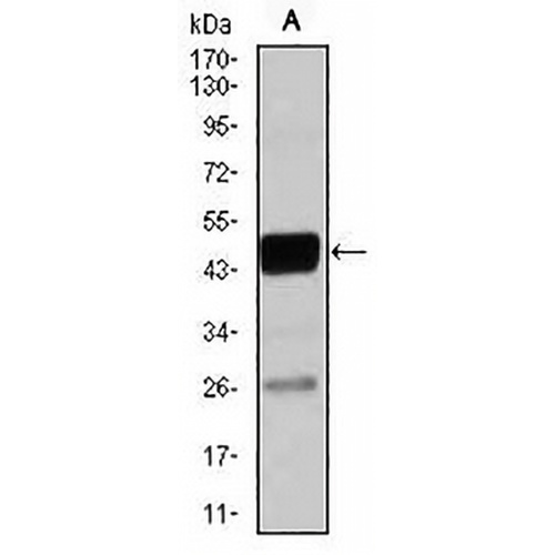 C/EBP alpha Mouse Monoclonal Antibody(C2630)