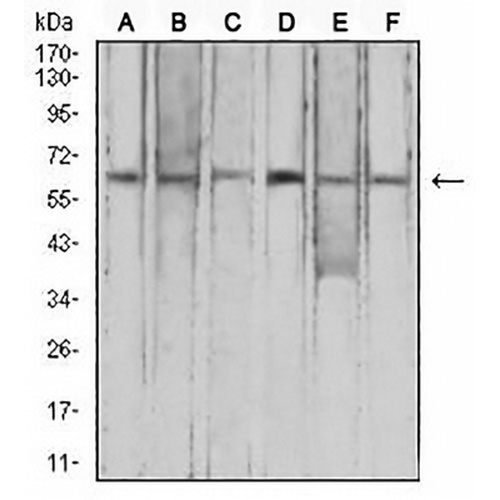FHR-5 Mouse Monoclonal Antibody(C2631)