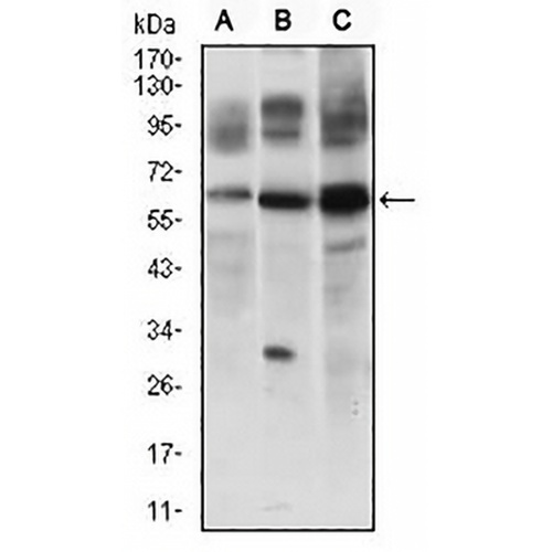 c-FLIP Mouse Monoclonal Antibody(C2632)