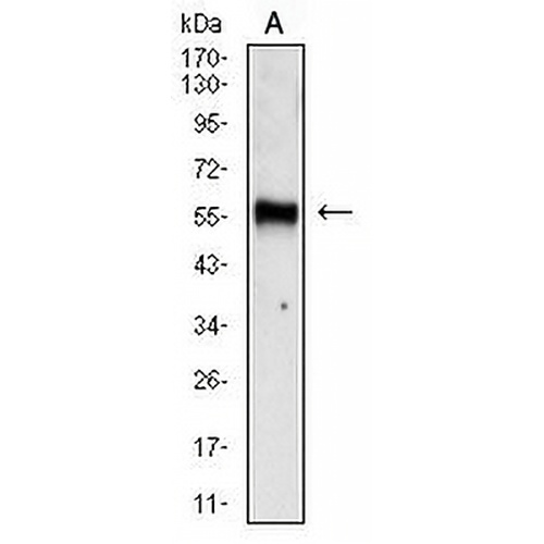 Chromogranin A Mouse Monoclonal Antibody(C2634)