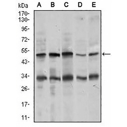 Chromogranin A Mouse Monoclonal Antibody(C2635)