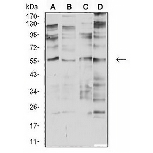 CHRNA2 Mouse Monoclonal Antibody(C2636)