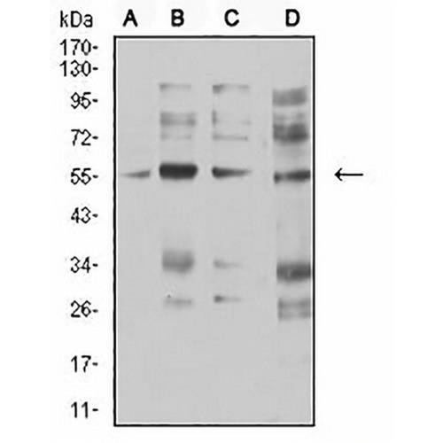 CHRNA5 Mouse Monoclonal Antibody(C2637)