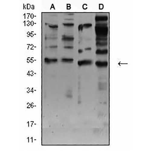 AChR alpha 7 Mouse Monoclonal Antibody(C2638)