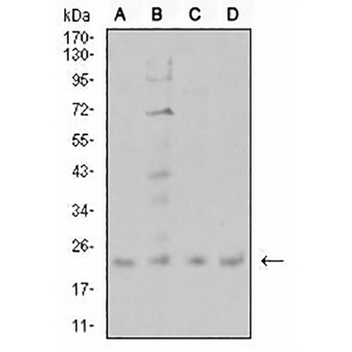 CIRBP Mouse Monoclonal Antibody(C2642)