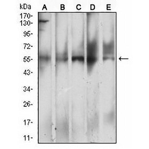 CD299 Mouse Monoclonal Antibody(C2643)