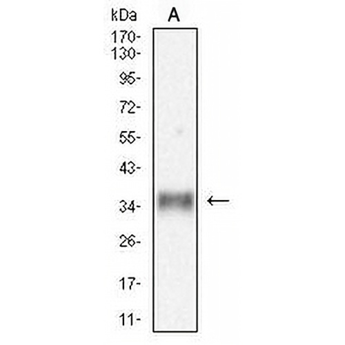 MDL-1 Mouse Monoclonal Antibody(C2644)