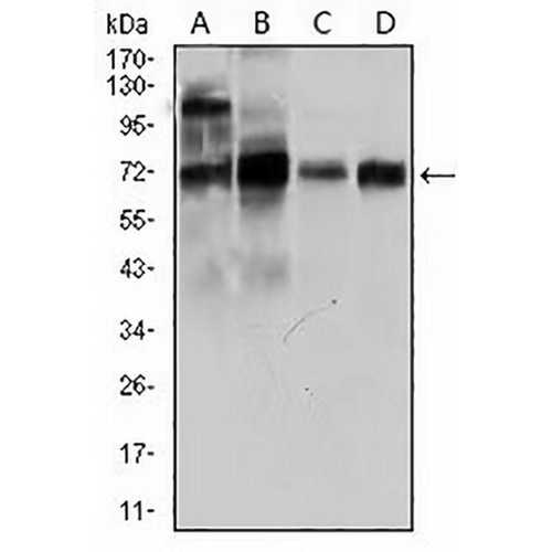 CLGN Mouse Monoclonal Antibody(C2645)