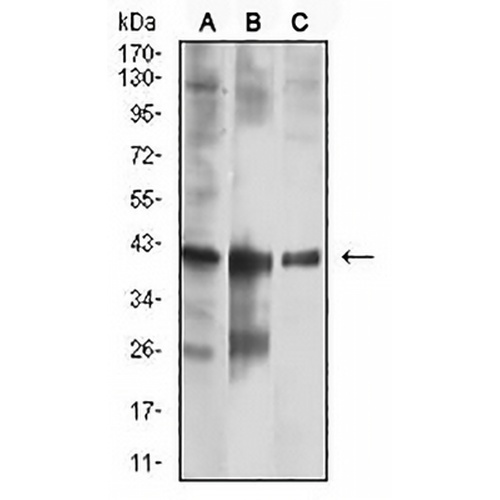 CNN3 Mouse Monoclonal Antibody(C2646)