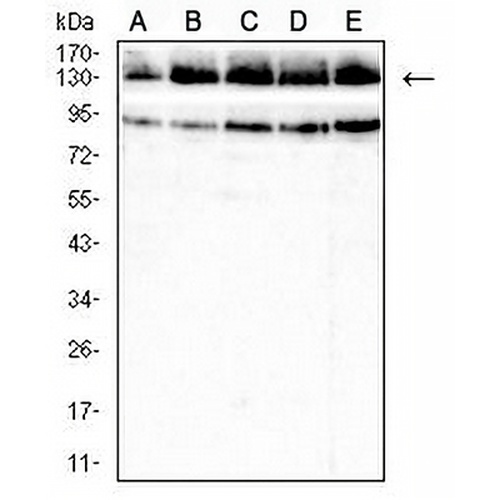 Collagen 2 alpha 1 Mouse Monoclonal Antibody(C2647)