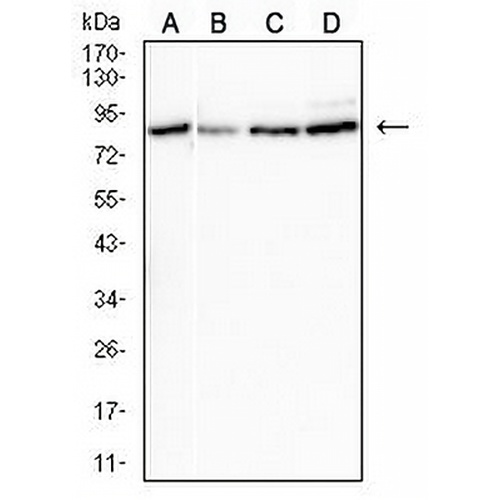 CPT2 Mouse Monoclonal Antibody(C2648)