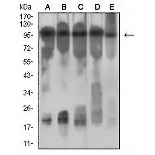 CD131 Mouse Monoclonal Antibody(C2649)