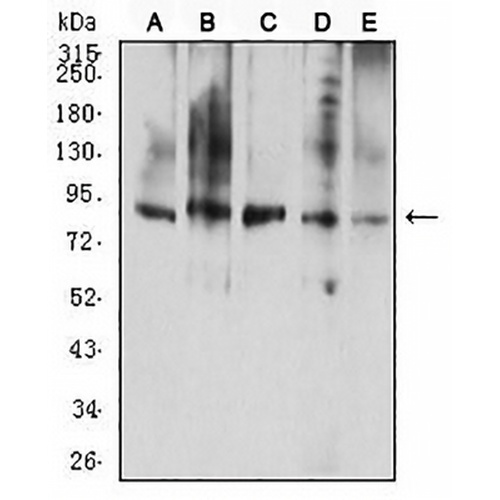 CD114 Mouse Monoclonal Antibody(C2650)