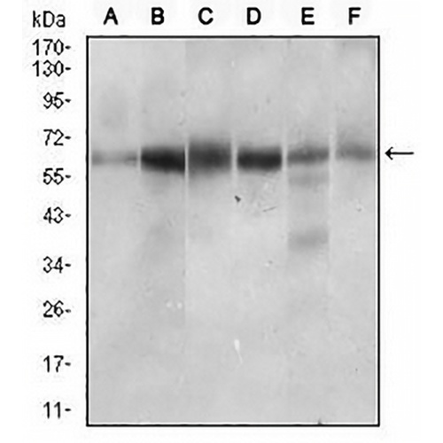 CTNNBL1 Mouse Monoclonal Antibody(C2653)