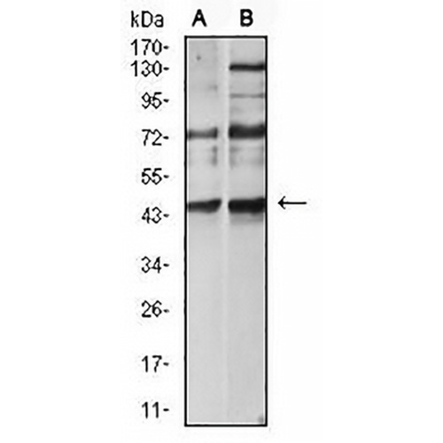 CD183 Mouse Monoclonal Antibody(C2654)