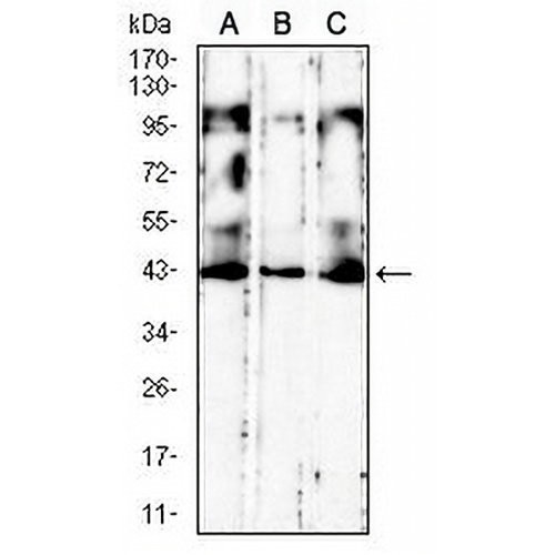 CD186 Mouse Monoclonal Antibody(C2655)