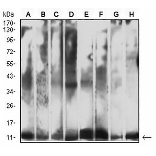 Cytochrome c Mouse Monoclonal Antibody(C2656)