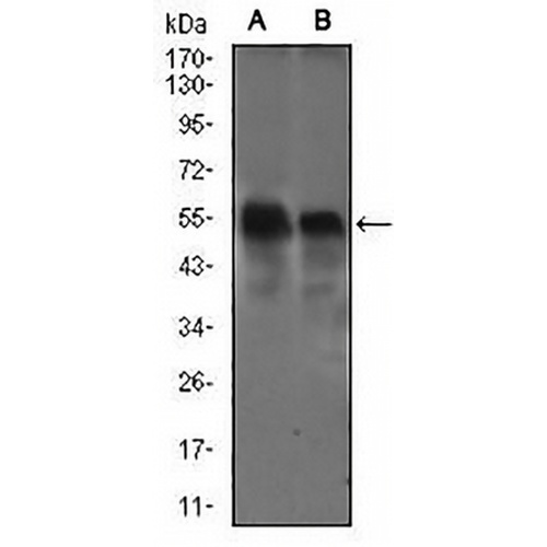 DCTN4 Mouse Monoclonal Antibody(C2658)