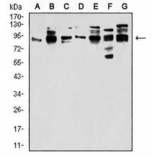 Gemin3 Mouse Monoclonal Antibody(C2661)