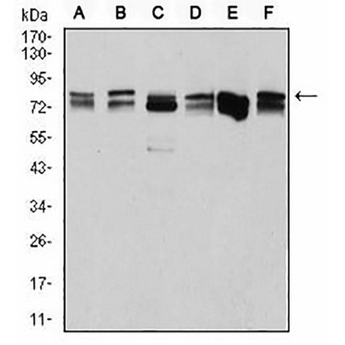 DDX3X Mouse Monoclonal Antibody(C2663)