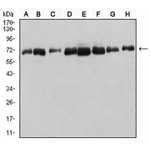 DDX5 Mouse Monoclonal Antibody(C2664)