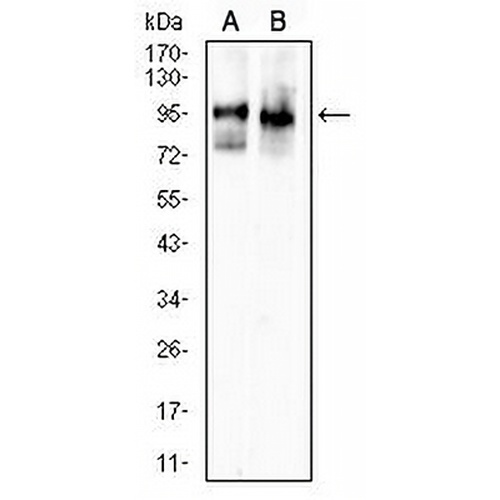 PSD95 Mouse Monoclonal Antibody(C2667)